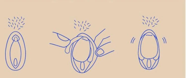  Eva 2 Vibrator by Dame- The Nookie